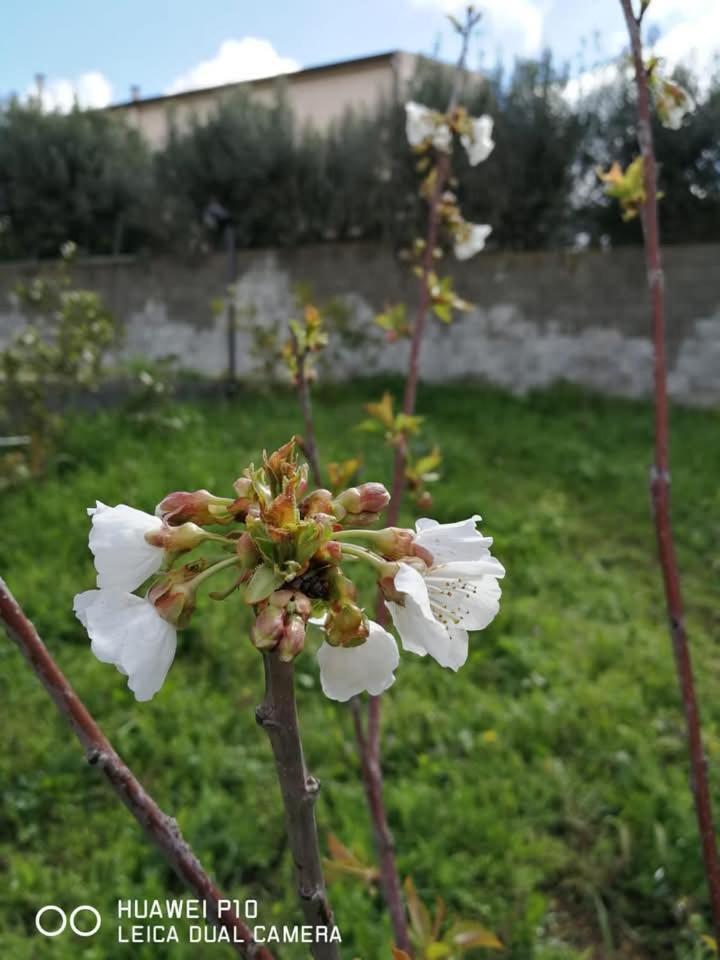 Albero Della Musica Bed & Breakfast Sassari Eksteriør bilde