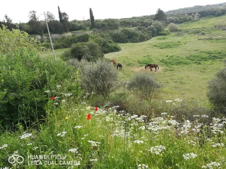 Albero Della Musica Bed & Breakfast Sassari Eksteriør bilde